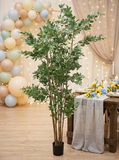 Location ARBRE EUCALYPTUS