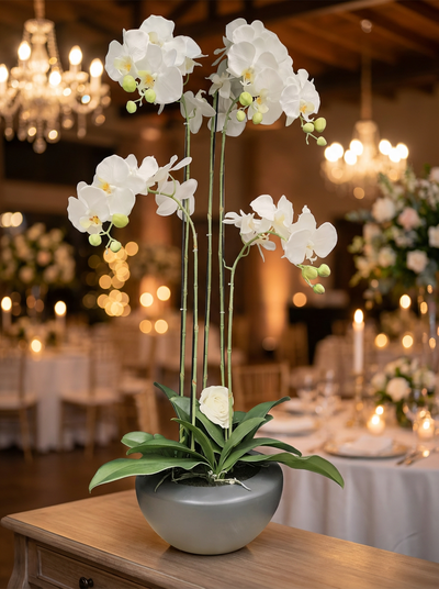 Location ORCHIDÉE PLANTE BLANCHE GRAND MODÈLE POT NOIR