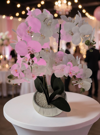 Location ORCHIDÉE PLANTE BLANCHE POT GRIS
